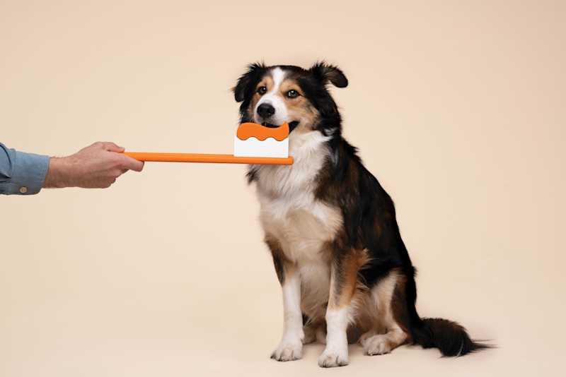 Canine Dental Health Requirements preview