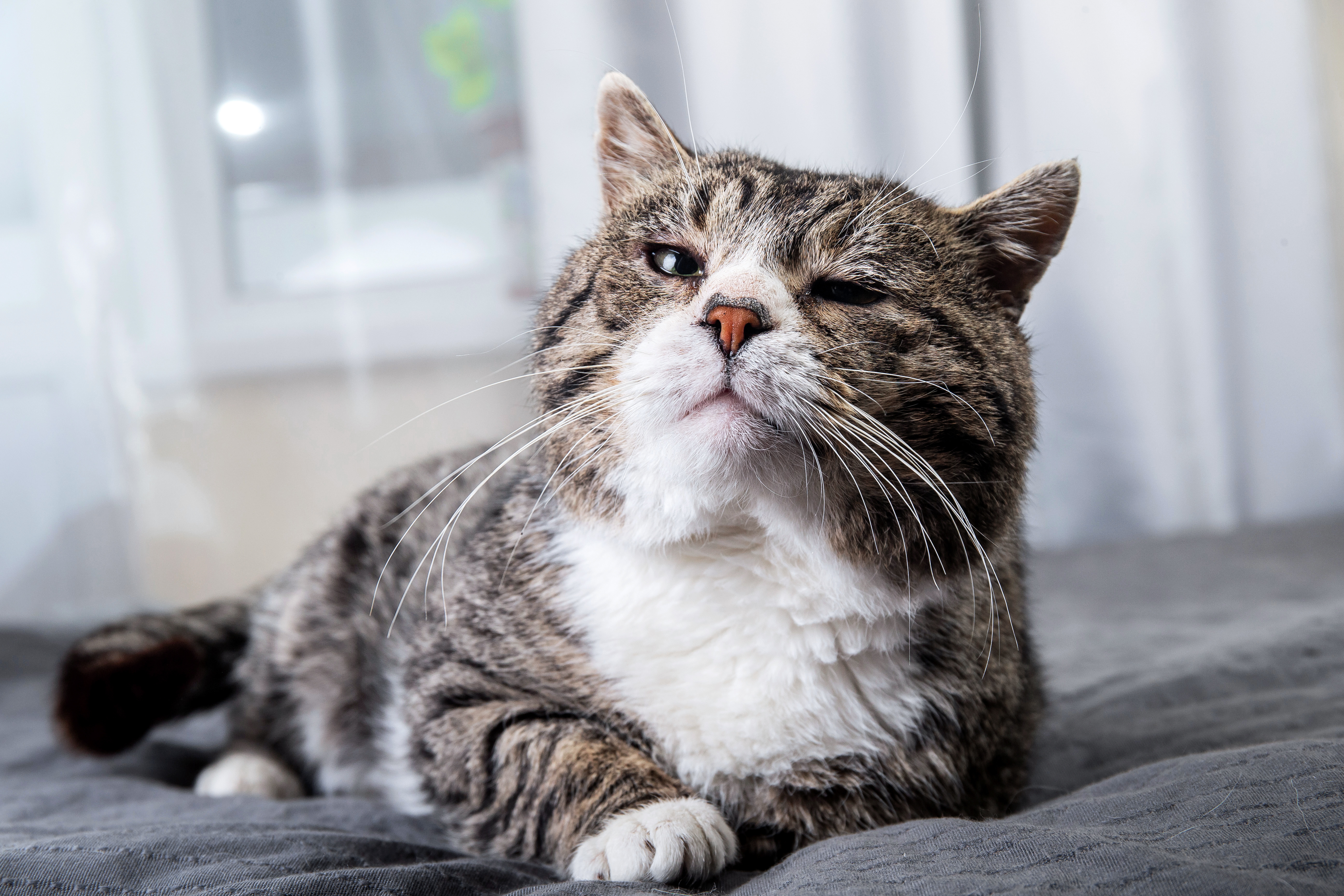 Senior Cats 101: Common Health Issues in Senior Cats