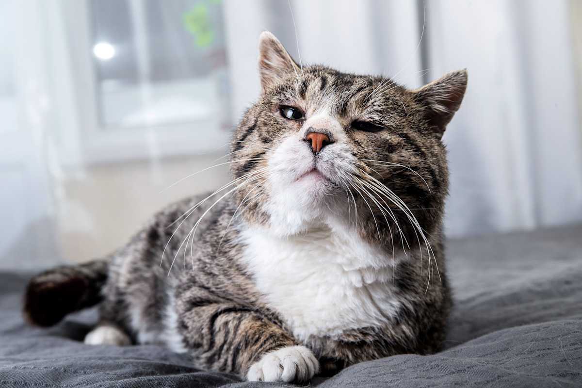 Curated visual reference: Senior Cats 101 Common Health Issues In Senior Cats Photo Inspiration