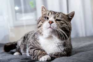 Senior Cat
