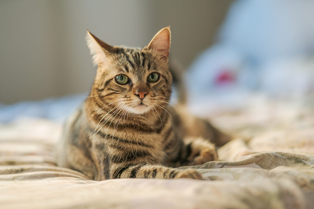 Symptoms of clearance hypothyroid in cats