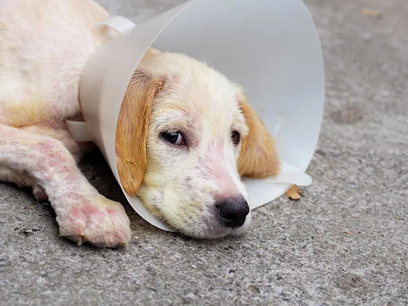 Puppy with sarcoptic mange
