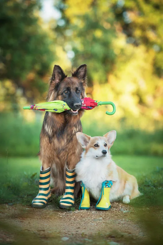 Dog In Boots