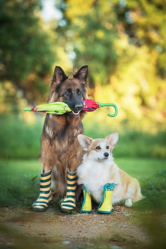 Do Dogs Need Boots For Hot & Cold Weather? | Small Door Veterinary