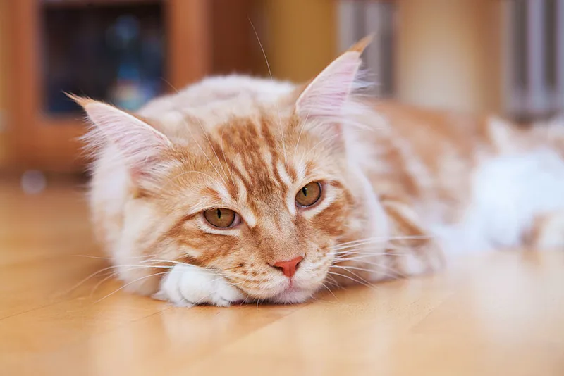 Cat with IMHA lying down