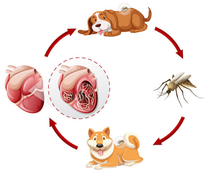 Should Dogs And Cats Take Heartworm Preventatives | Small Door Veterinary