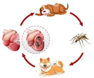 Heartworm graphic showing dog, mosquito, and heart
