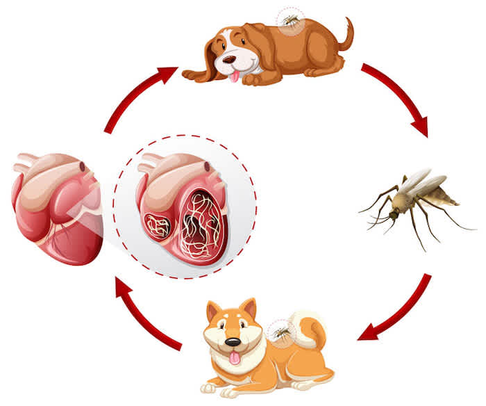 Heartworm graphic showing dog, mosquito, and heart