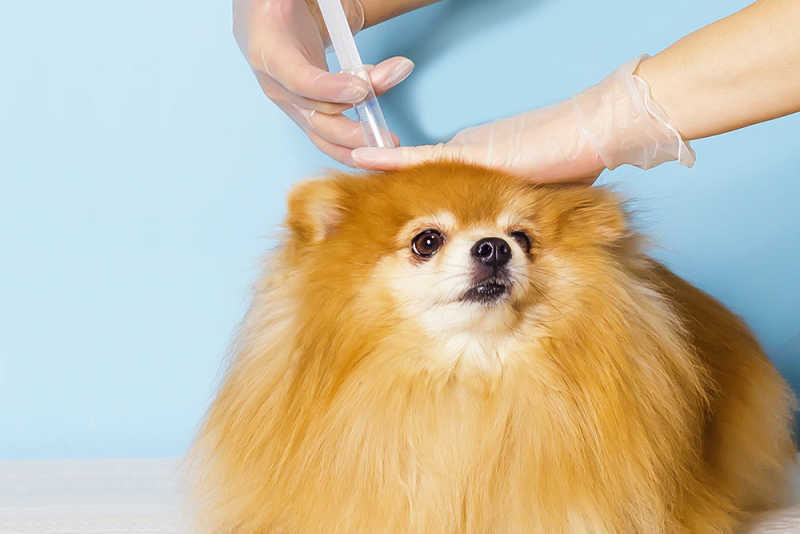 Puppy getting vaccine
