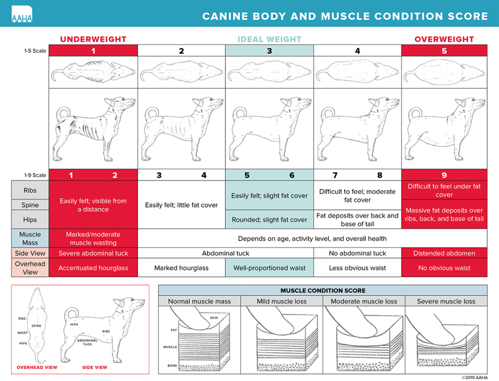 Dog body condition scoring guide