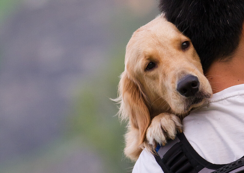 Canine cushings clearance treatment