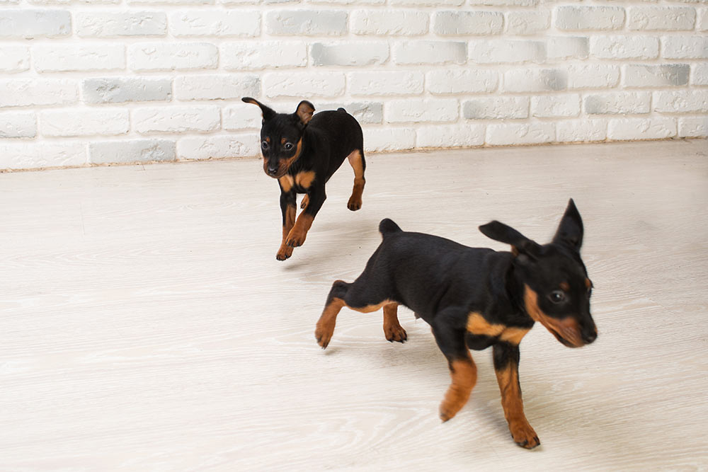 Puppies Running Around Playing