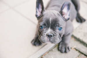 Frenchie Puppy 2