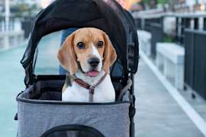 Senior dog in pet stroller