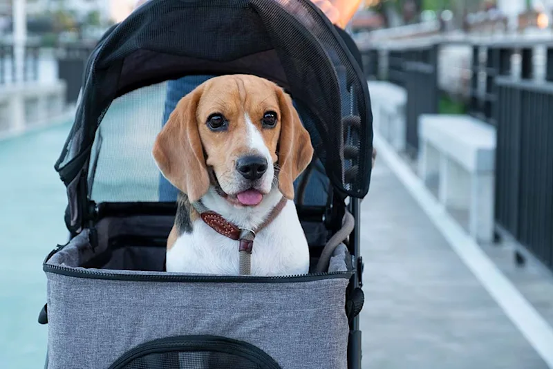 Senior beagle dog in pet stroller going for a walk