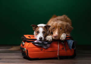Two dogs laying on suitcase together