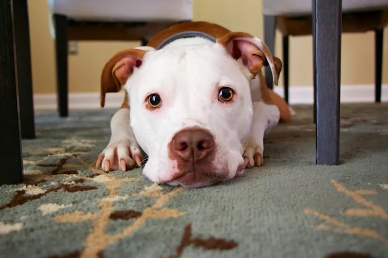 Pitbull with a white and brown face, laying under a table and staring at the camera.