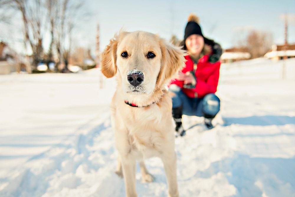 Dog shoes best sale for labs