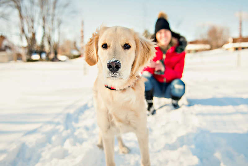 Dog and owner in snow