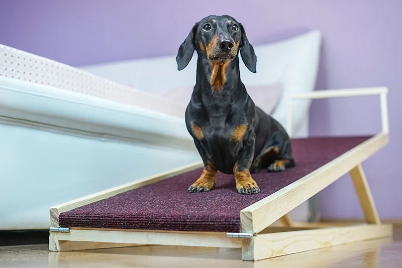 Dachshund dog with IVDD using a ramp to get up onto furniture