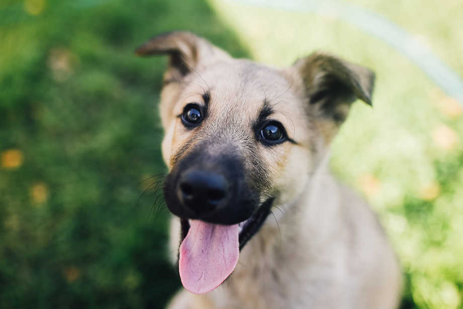 Happy Dog Lawn