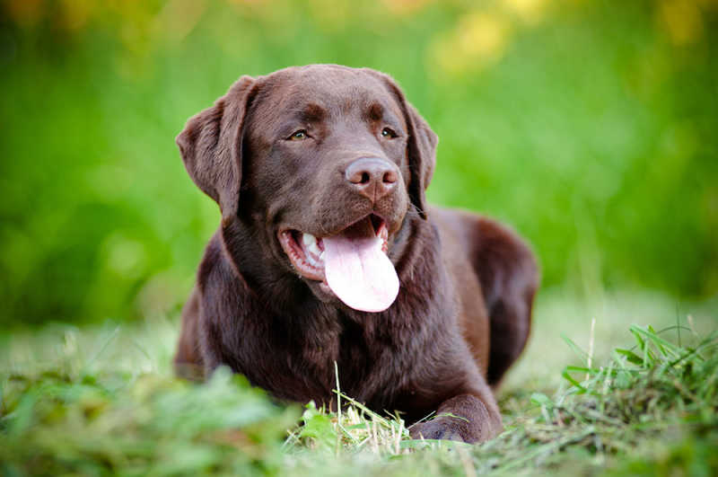 Dog with hypothyroidism 