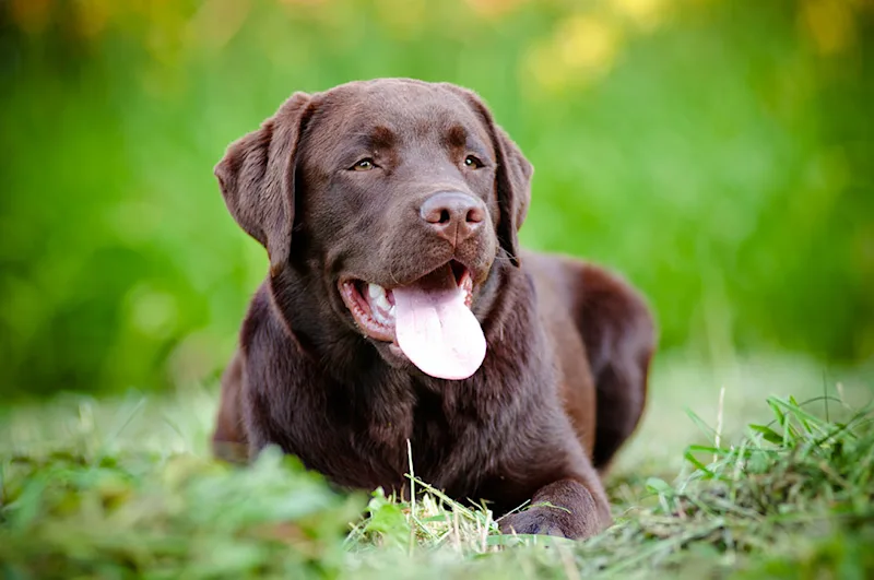 Dog with hypothyroidism