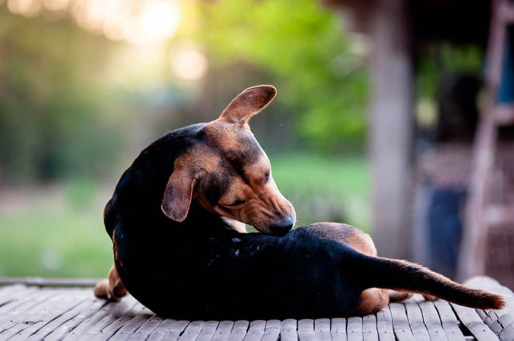 Dog food shop for atopic dermatitis