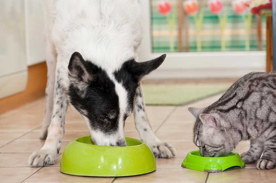 Cat and dog eating next to eachother