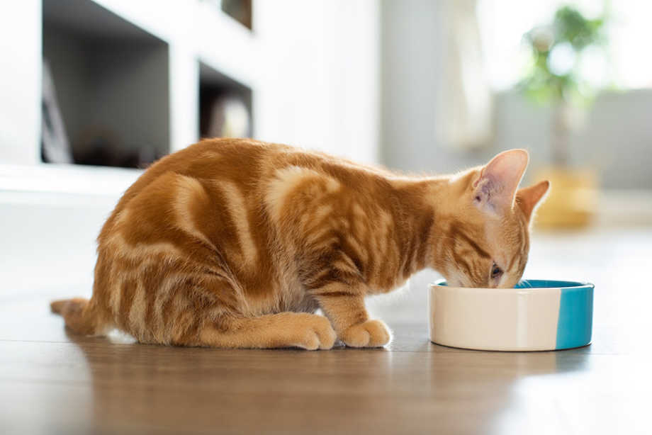 Cat Eating Vegan Food from Dish