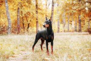 Adult Dog Exercising in Forest