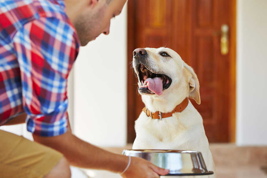 Dog Nutrition Owner with Bowl