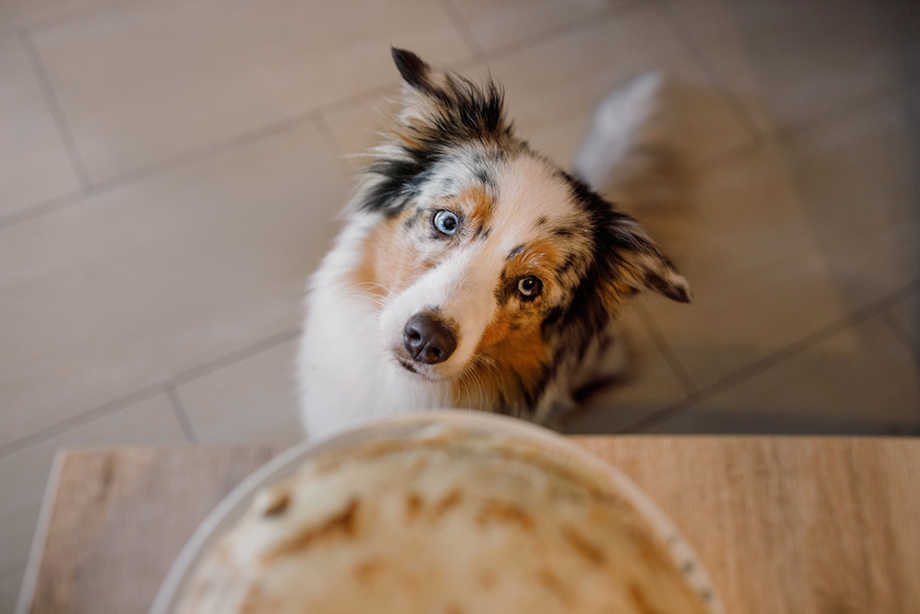 Dog looking at pie that's on table