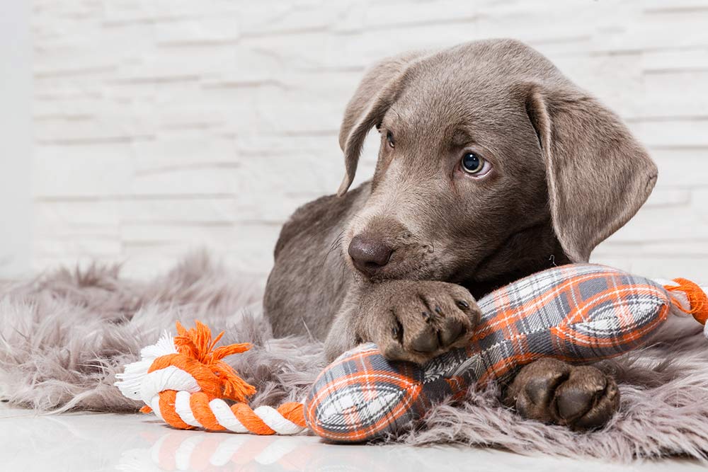 Dog possessive over sales toys