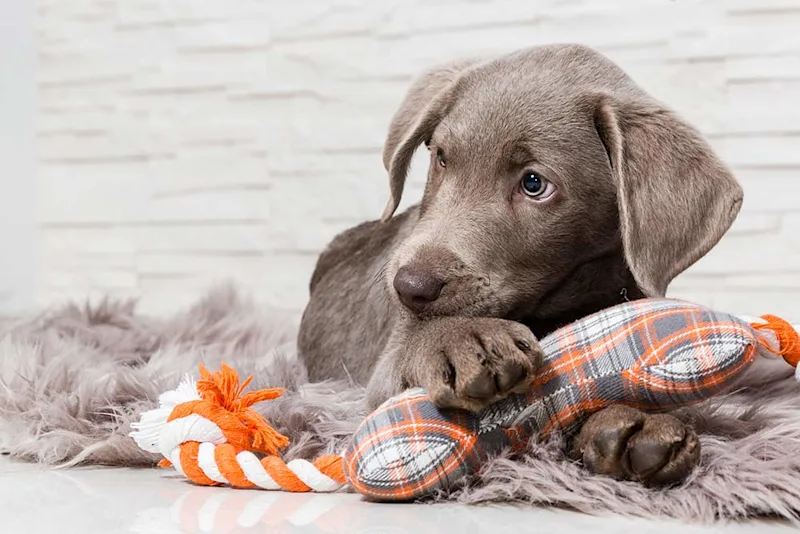 Puppy chewing on dog toy