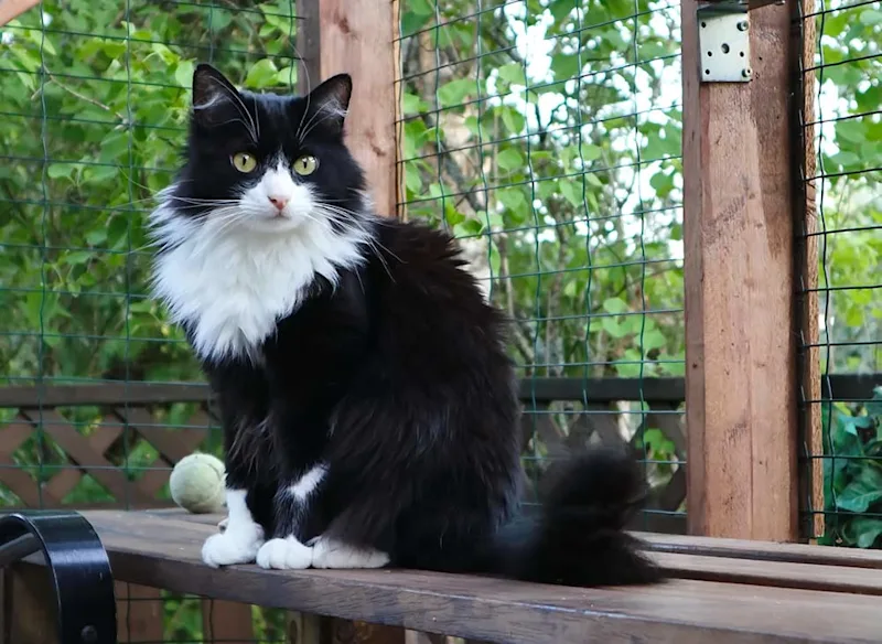 Cat in Catio