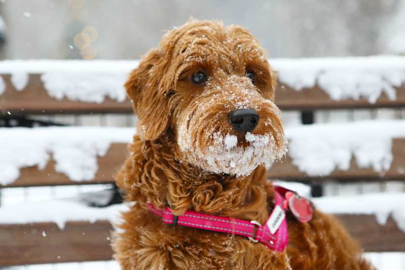 Dog in Snow