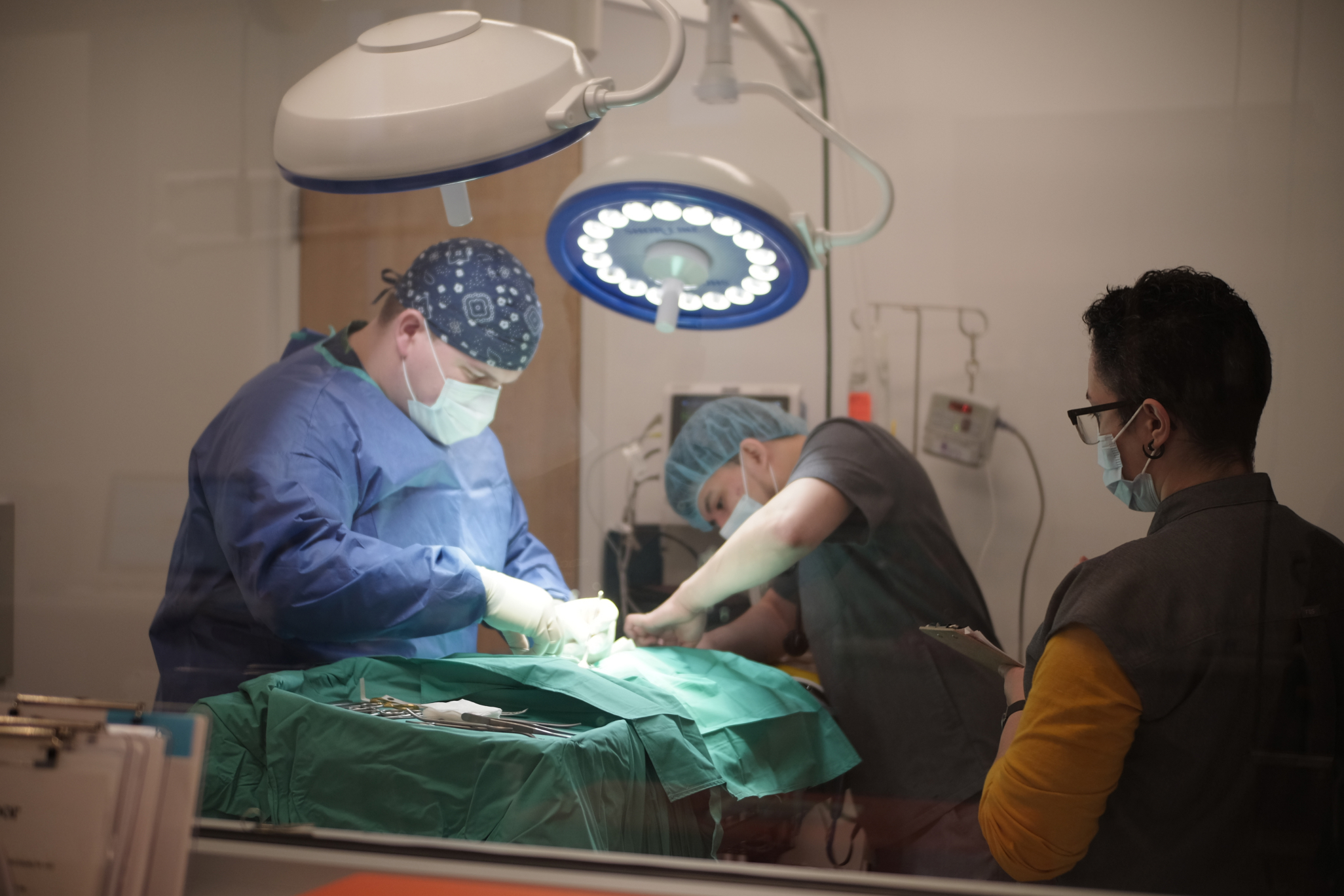 Vet performing surgery