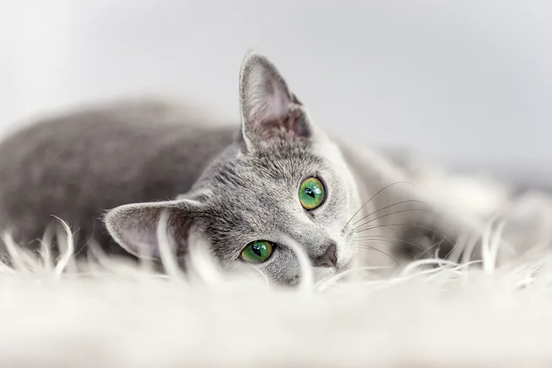 Grey cat lying down