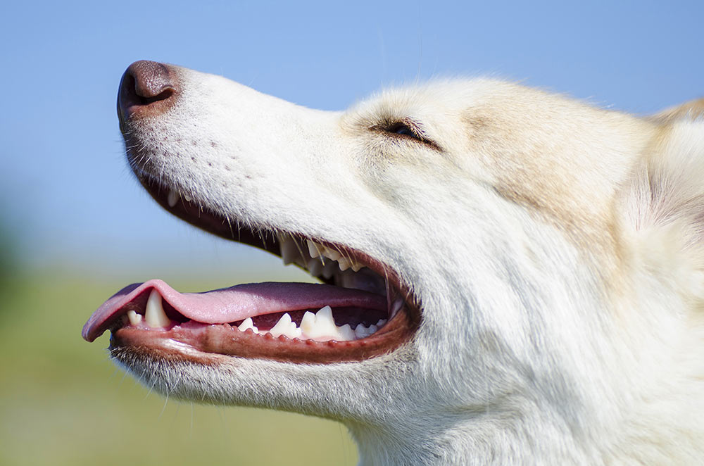 Cleaning small hot sale dogs teeth