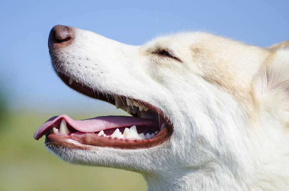 can dogs crack their teeth on bones
