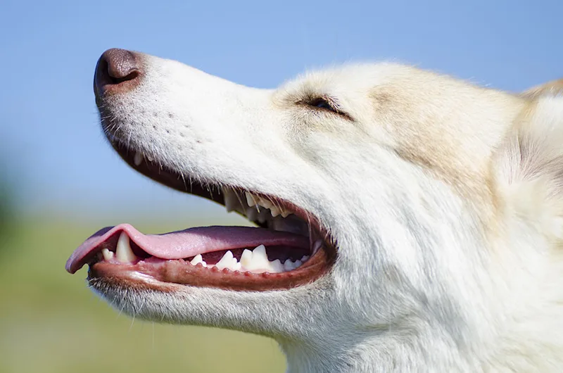 Husky dog with clean white teeth