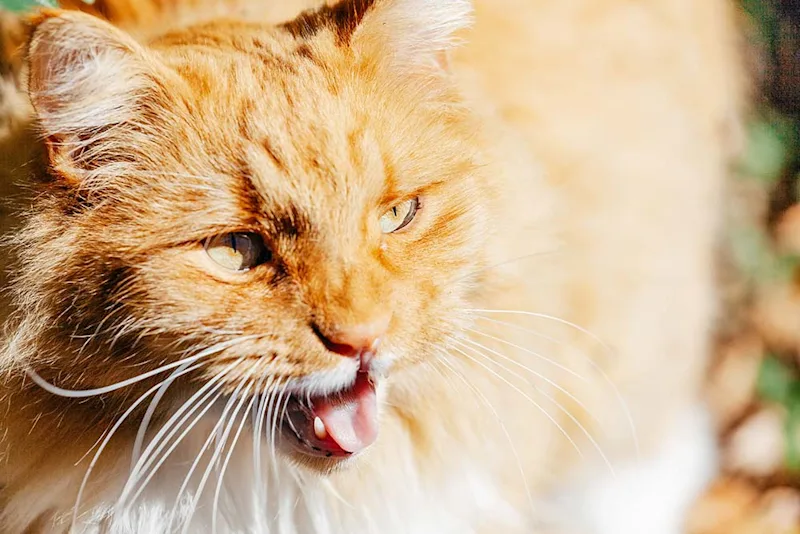 Orange cat with dsypnea, panting and breathing heavily, with its tongue out