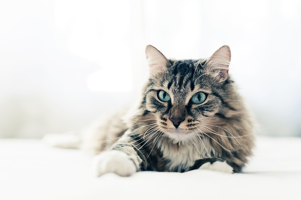 Chemotherapy for cats with cheap lymphoma