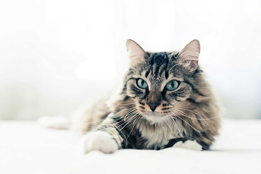 Curated visual reference: Visual Reference: Senior Pets