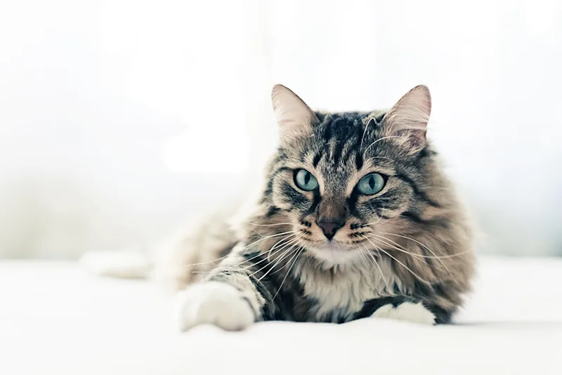 Grey cat with green eyes lying on bed