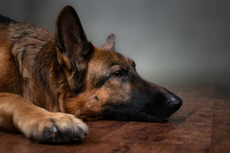 Sad dog with hookworms