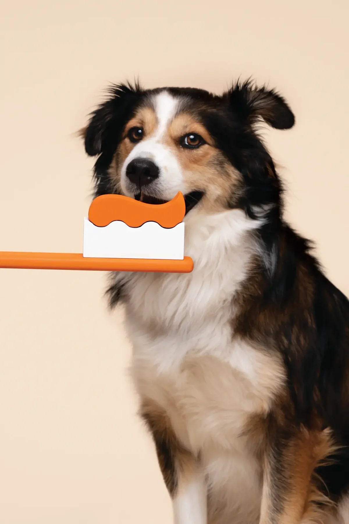 Small Door Veterinary