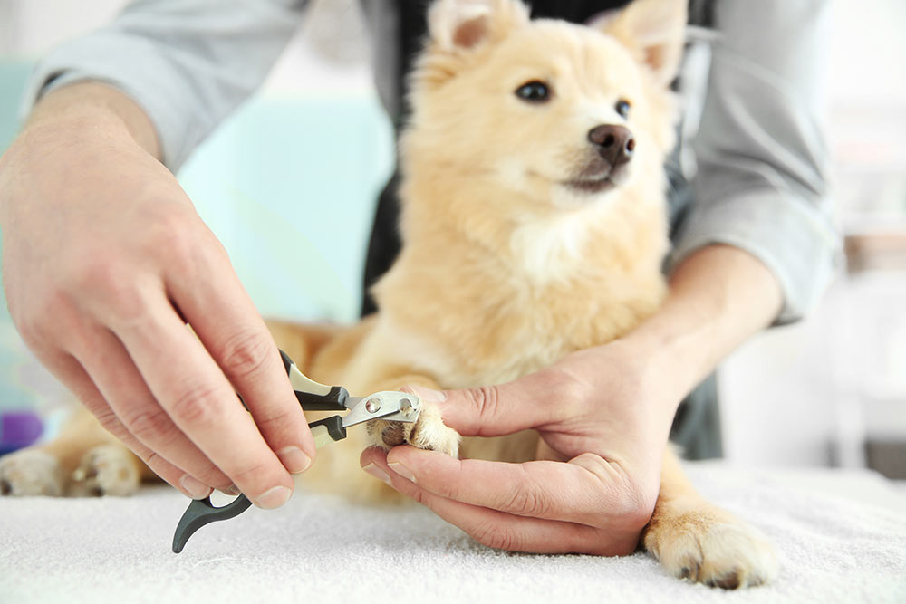 Walk in dog clearance nail clipping