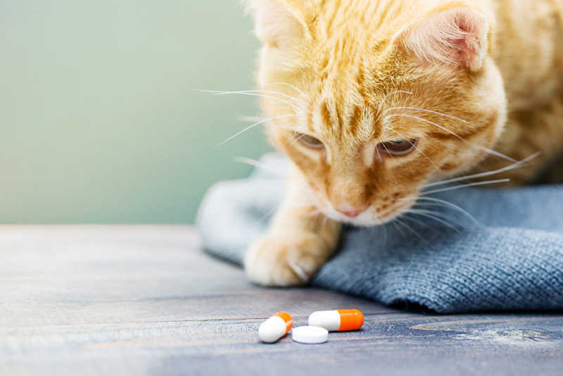 How to Give a Cat a Pill Small Door Veterinary